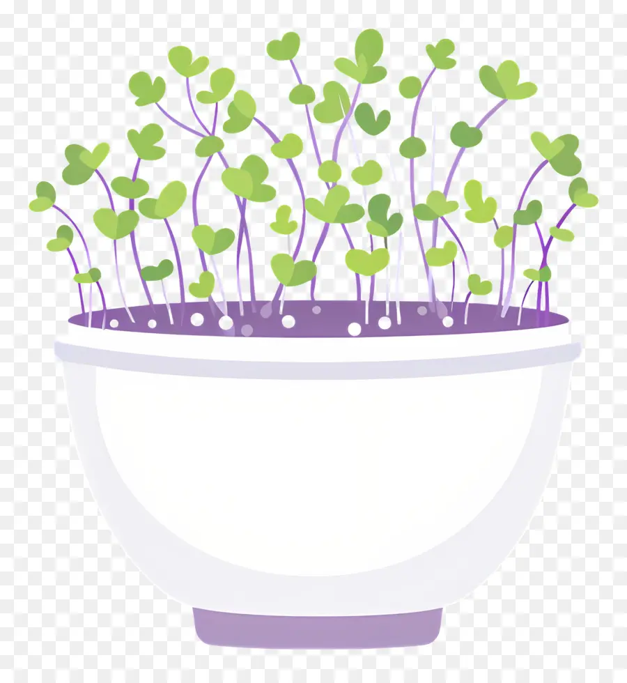 Pote De Microgreens，Couves PNG