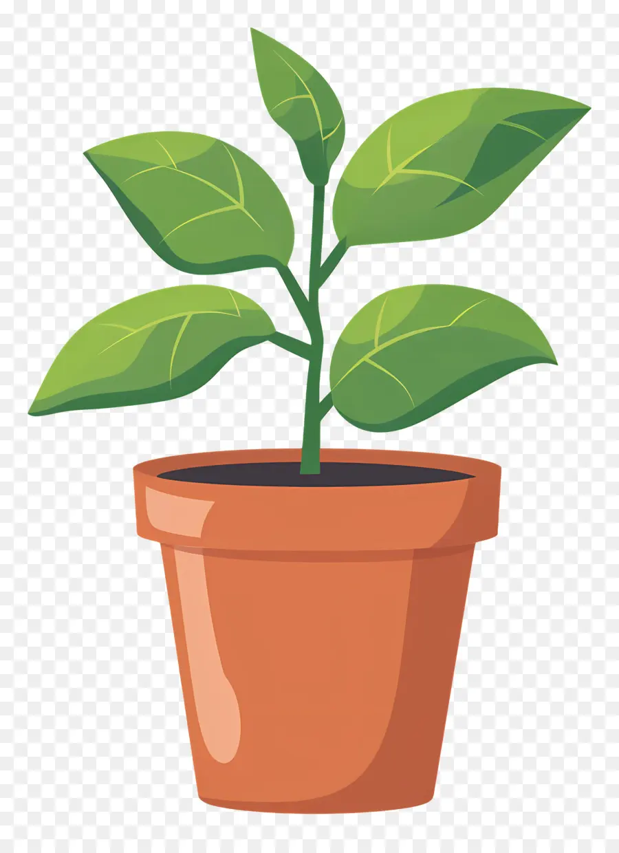 Mudas，Plantas De Interior PNG