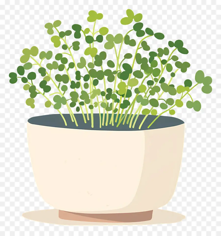 Pote De Microgreens，Planta De Vaso PNG