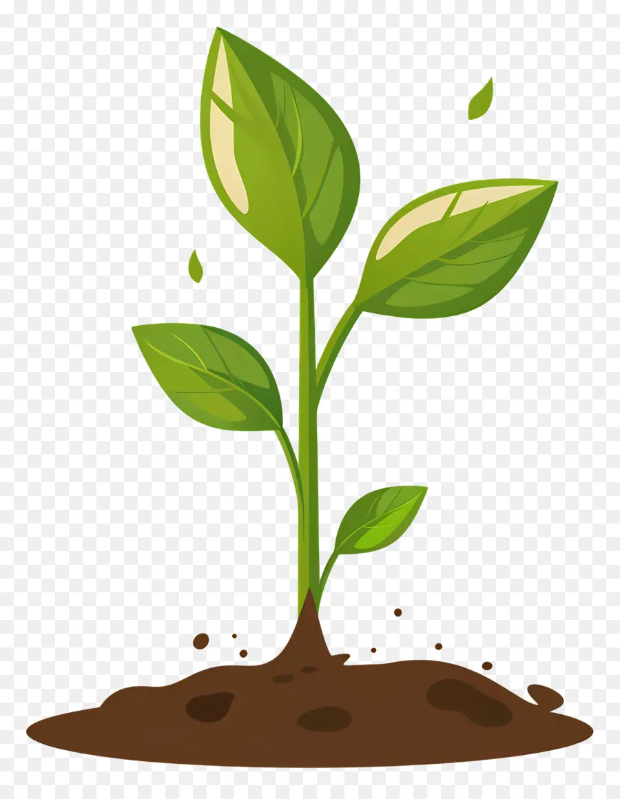 Planta Brotar，O Crescimento Da Planta PNG