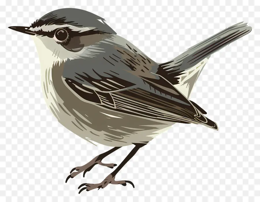 Aves，Pequeno Pássaro PNG