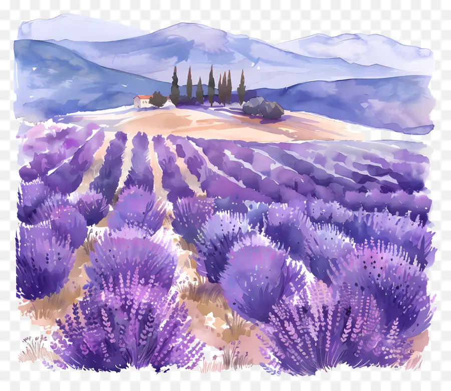 Campo De Lavanda，Pintura Em Aquarela PNG