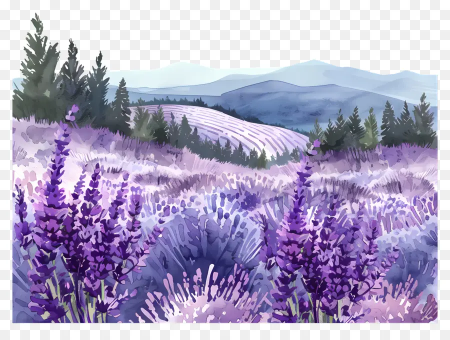 Campo De Lavanda，Flores De Lavanda PNG