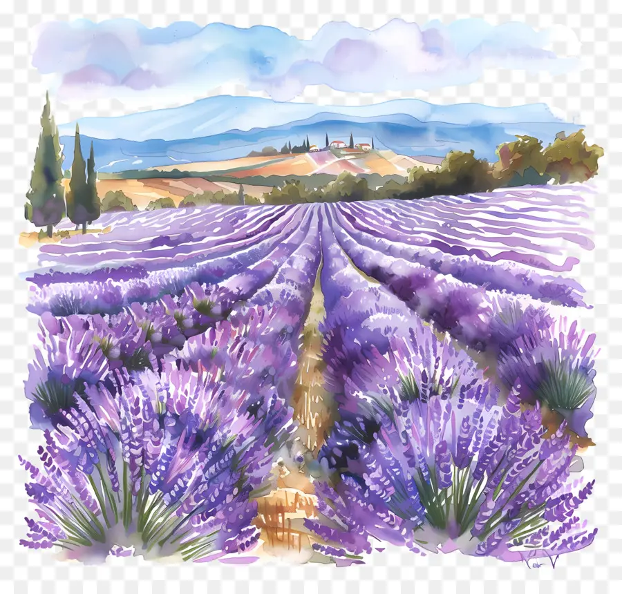 Campo De Lavanda，Pintura Em Aquarela PNG