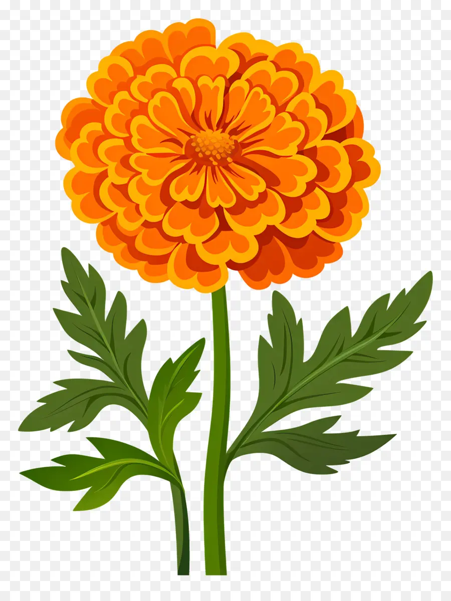 Calêndula Flor，Marigold PNG