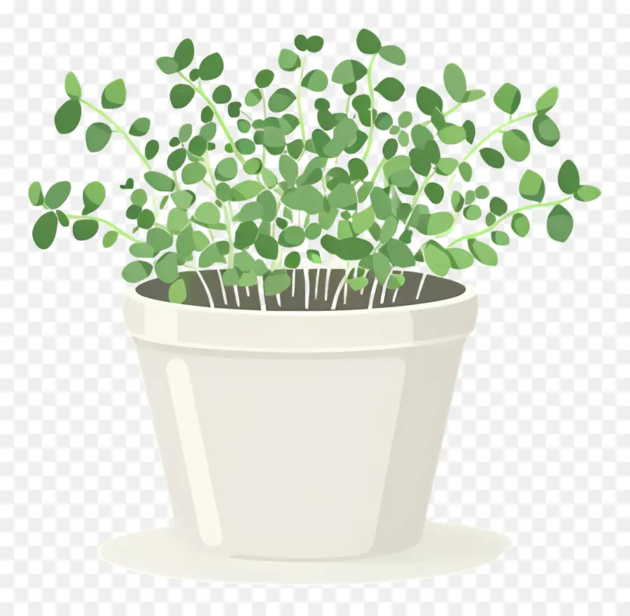 Pote De Microgreens，Planta De Vaso PNG