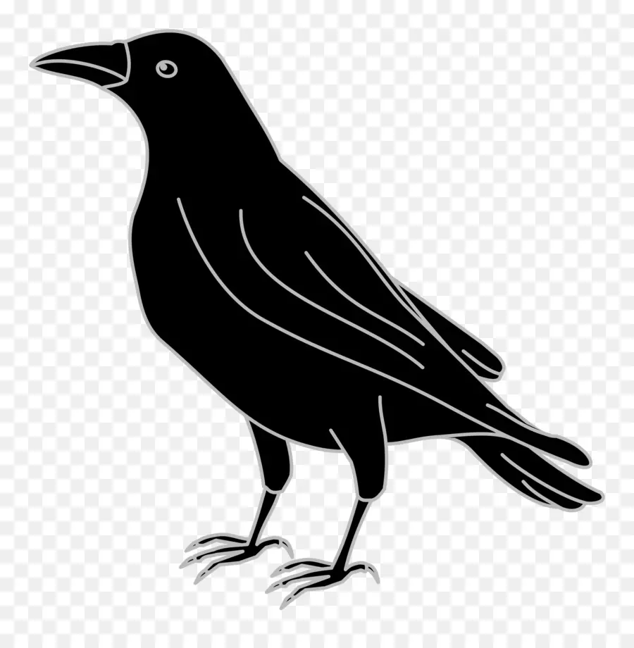 Aves，Crow PNG