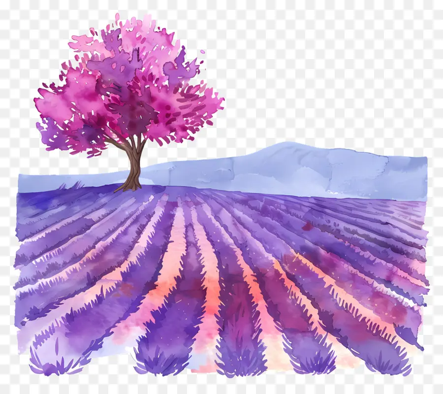 Campo De Lavanda，Campos De Lavanda PNG