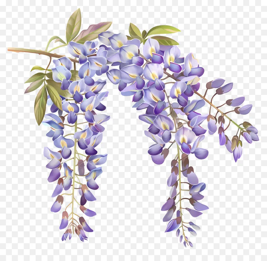 Flores De Wisteria，Planta De Wisteria PNG