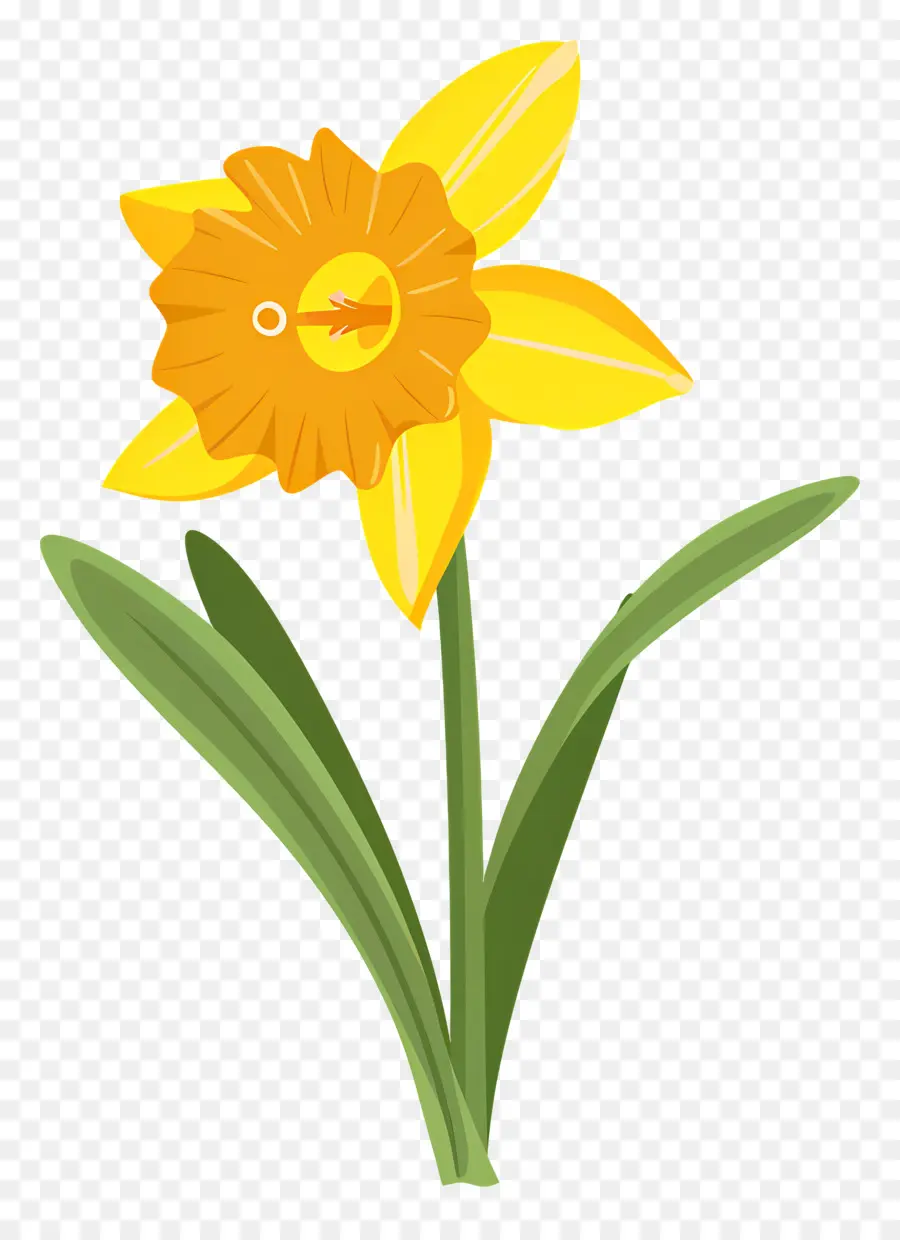 Flor De Narciso，Narcisos Amarelos PNG