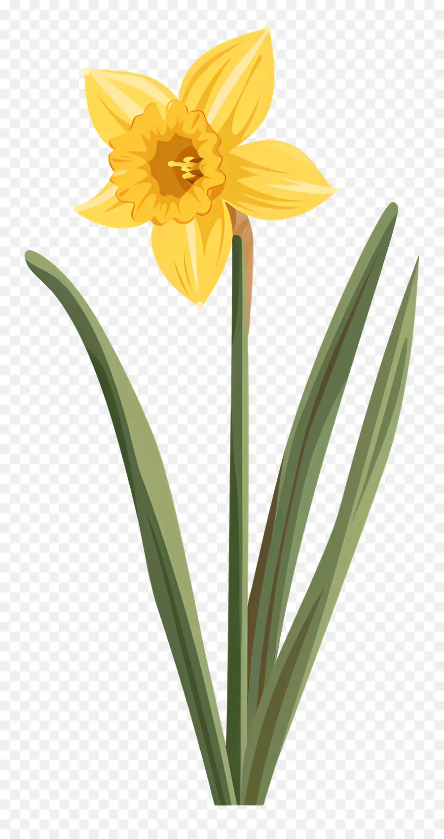 Flor De Daffodil，Narciso PNG