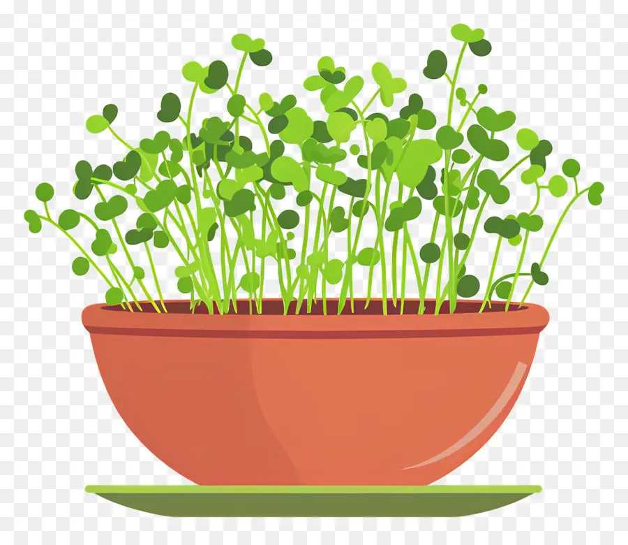 Pote De Microgreens，O Crescimento Da Planta PNG