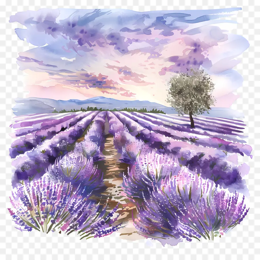 Campo De Lavanda，Campos De Lavanda PNG