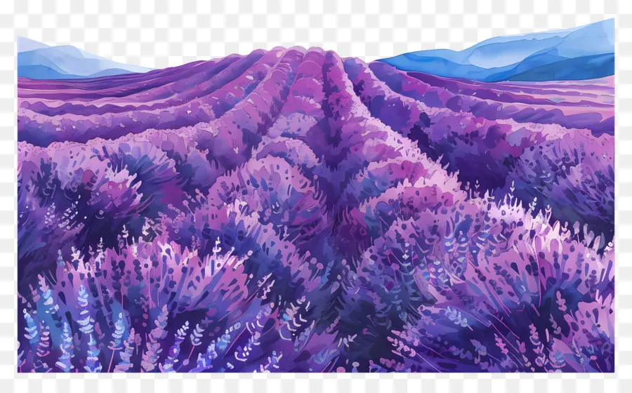 Campo De Lavanda，Roxo PNG