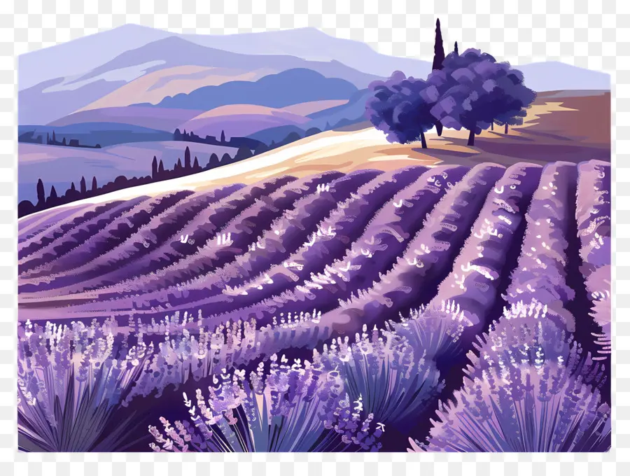 Campo De Lavanda，Campos De Lavanda PNG