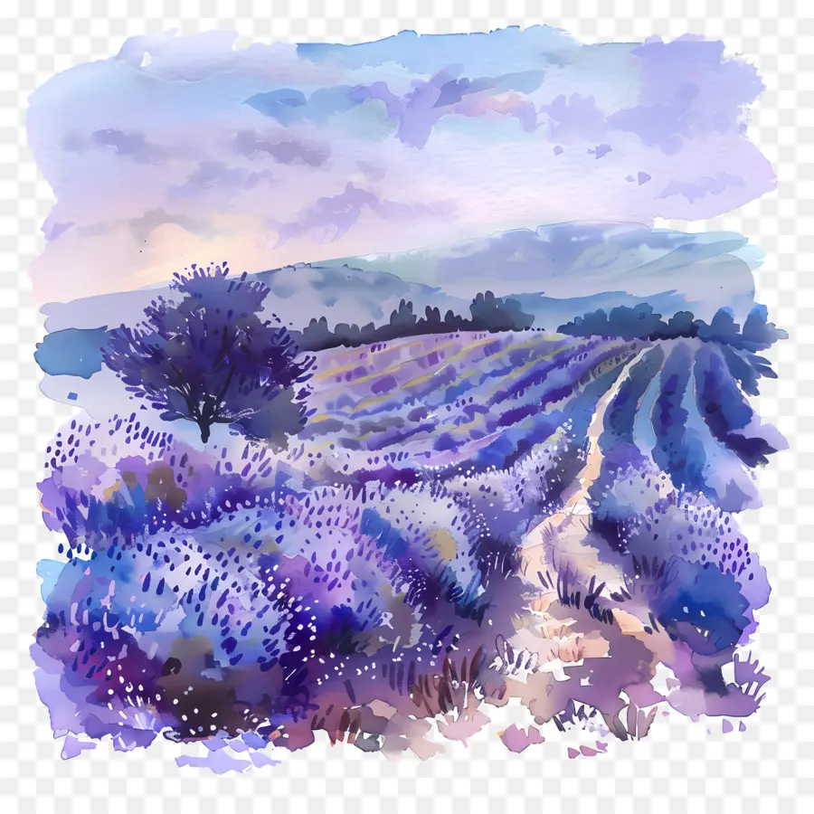 Campo De Lavanda，Paisagem Da França PNG