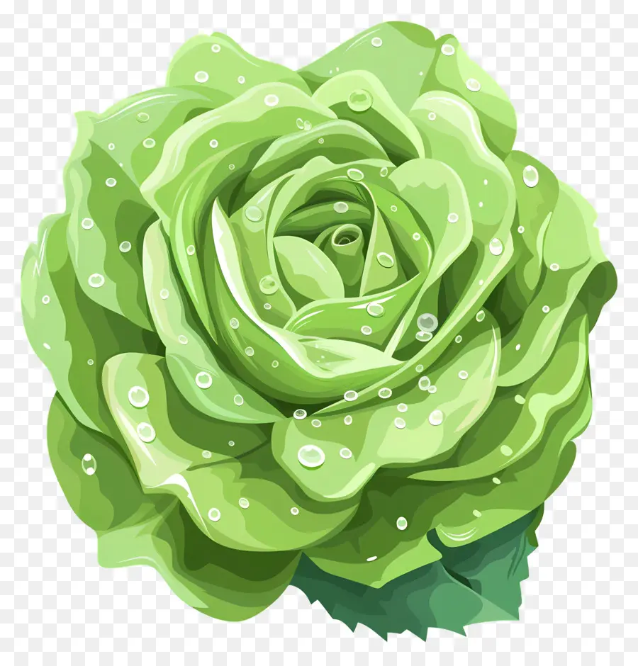 Rosa Verde，As Gotas De água PNG