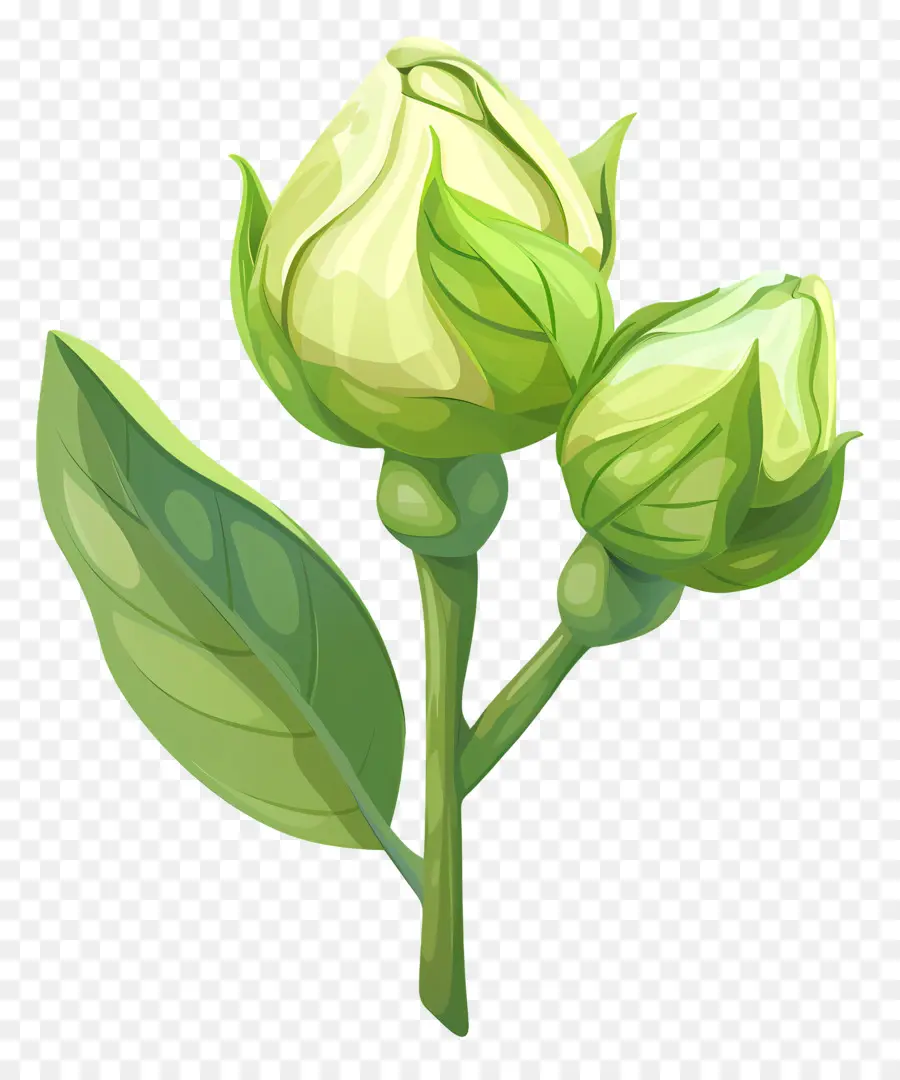 Rosa Verde，Tulip PNG