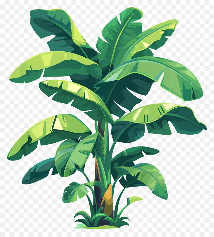 Bananeira，Planta Tropical PNG