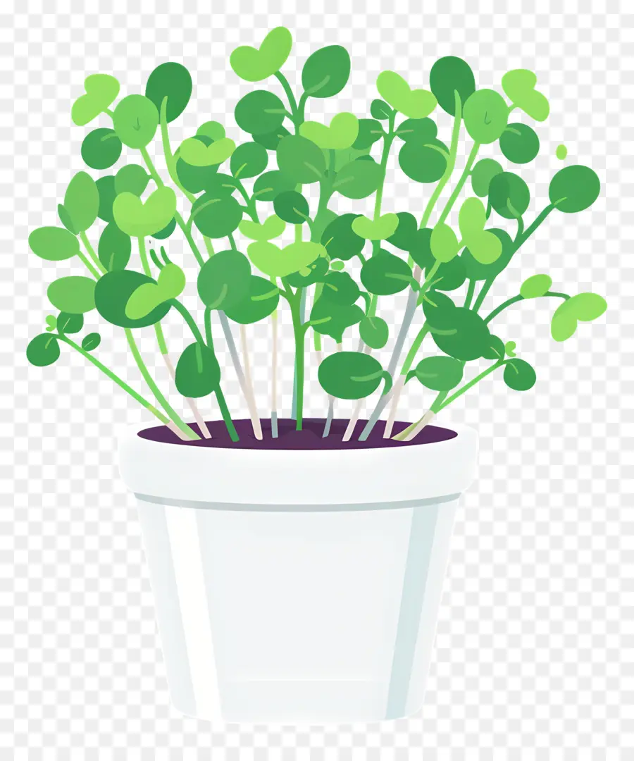 Pote De Microgreens，Planta De Casa PNG