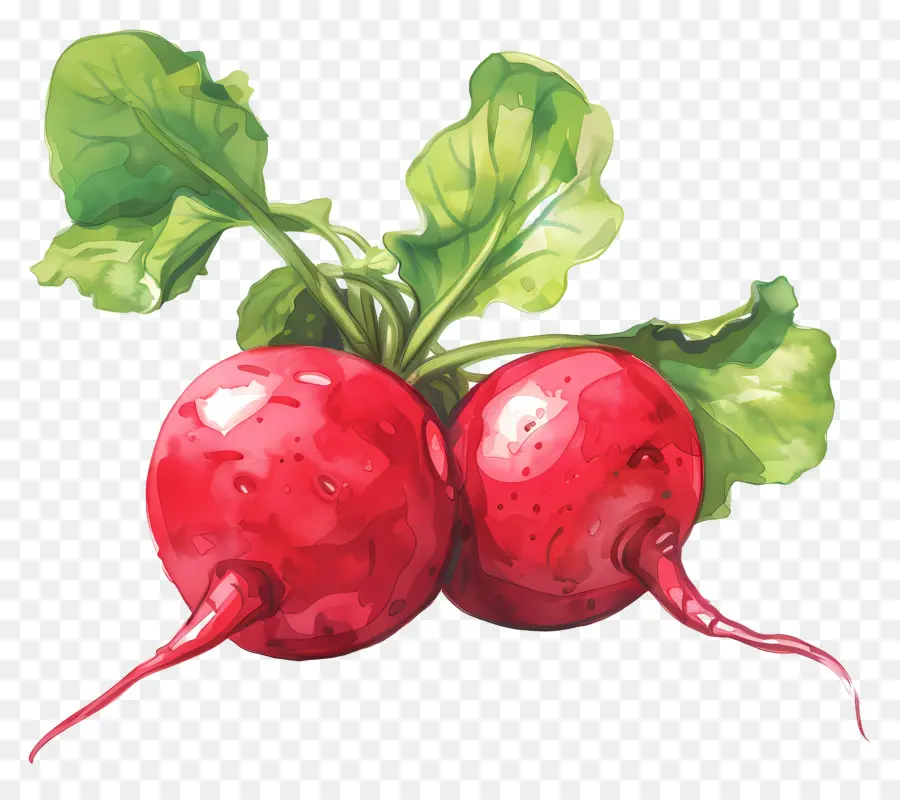 Rabanete，Rabanete Vermelho PNG