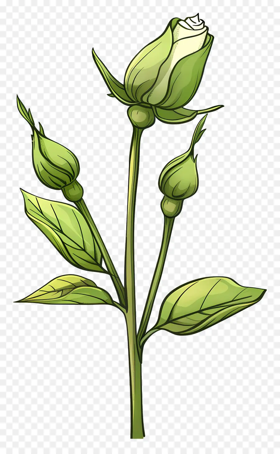 Rosa Verde，Rosa Branca PNG