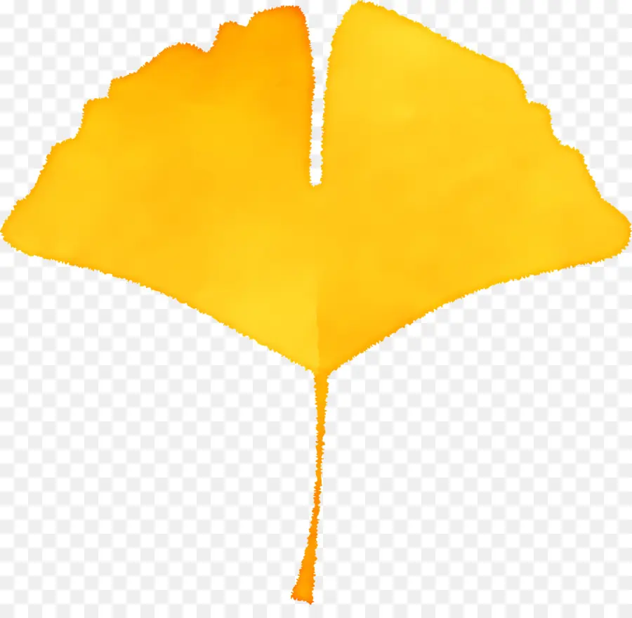 Autumn Leaf，Ginkgo Folha PNG