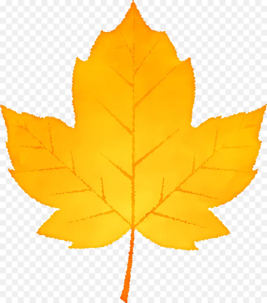 Autumn Leaf，Maple Leaf PNG