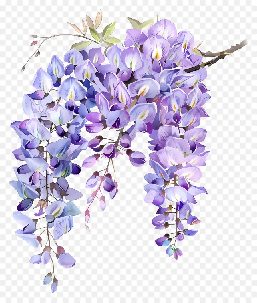 Flores De Wisteria，Wisteria Flor PNG