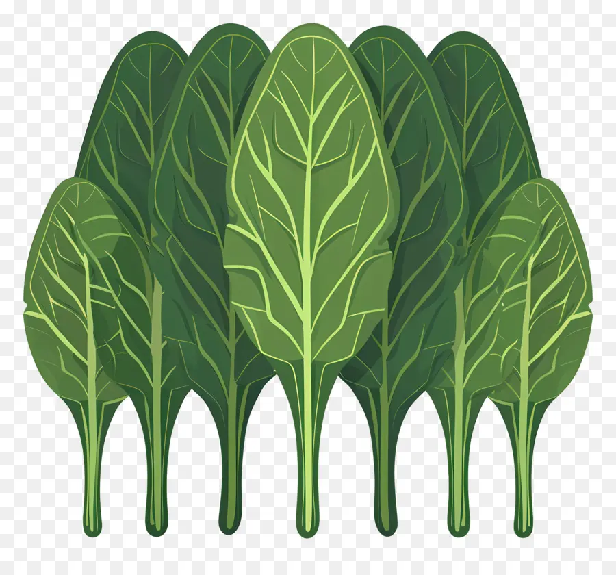 Espinafre，Vegetais De Folhas PNG