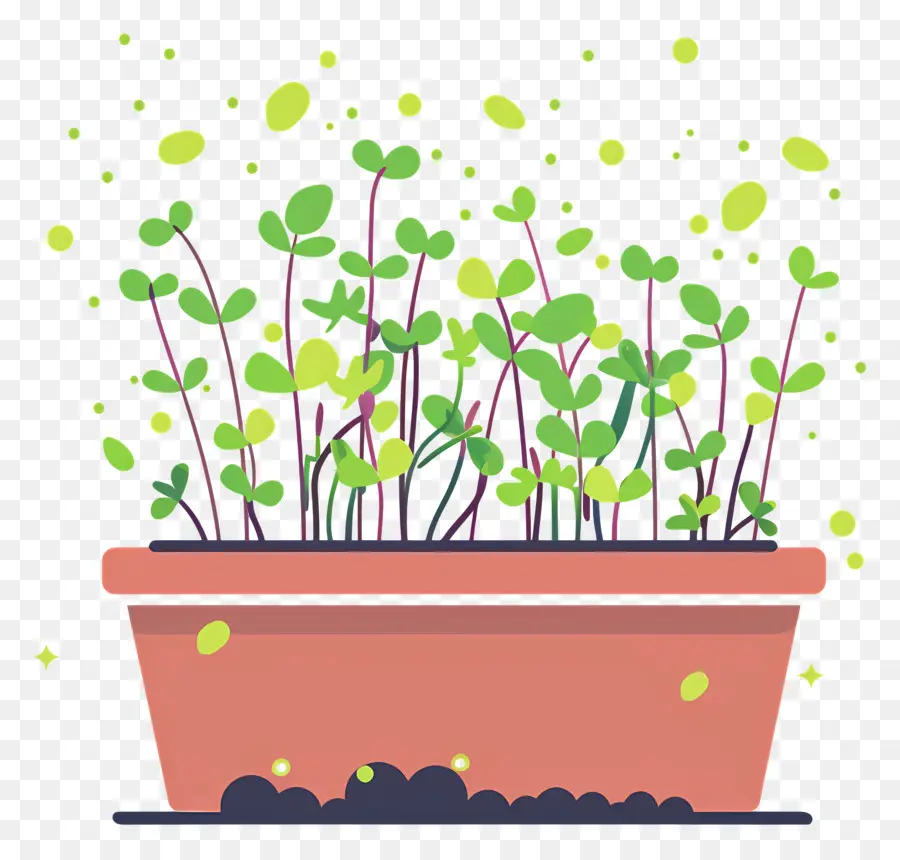 Pote De Microgreens，Plantas Verdes PNG