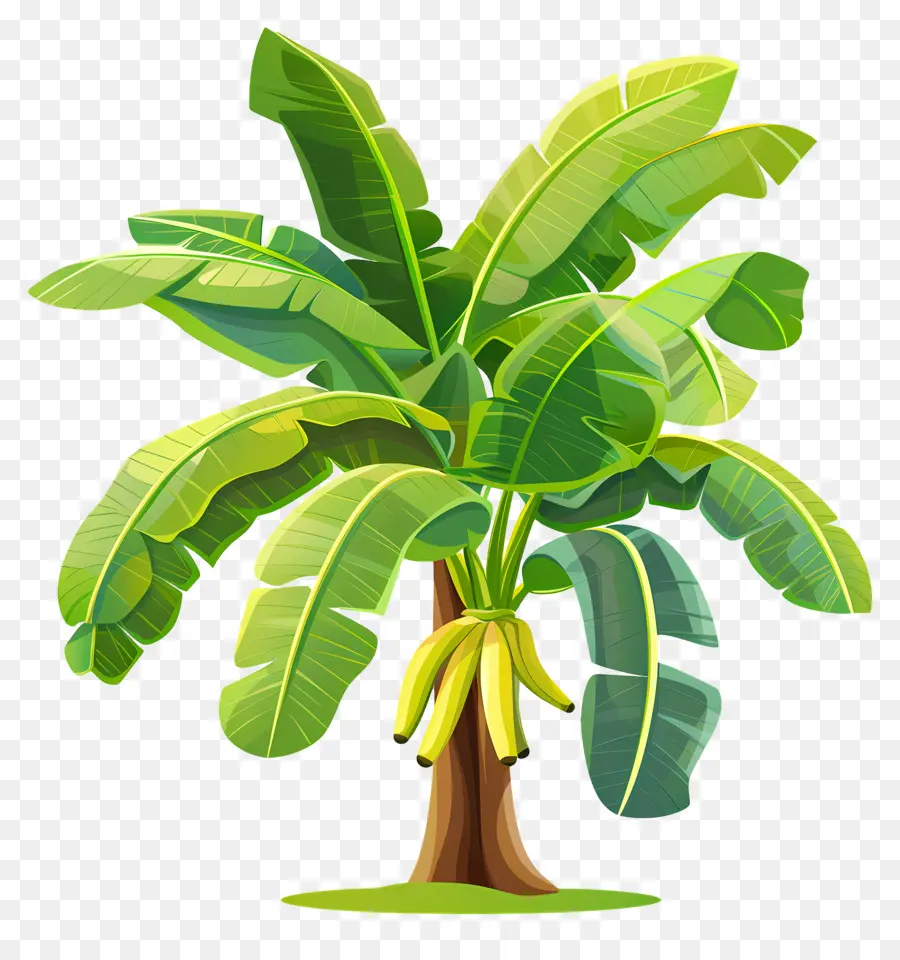 Bananeira，Folhas Verdes PNG