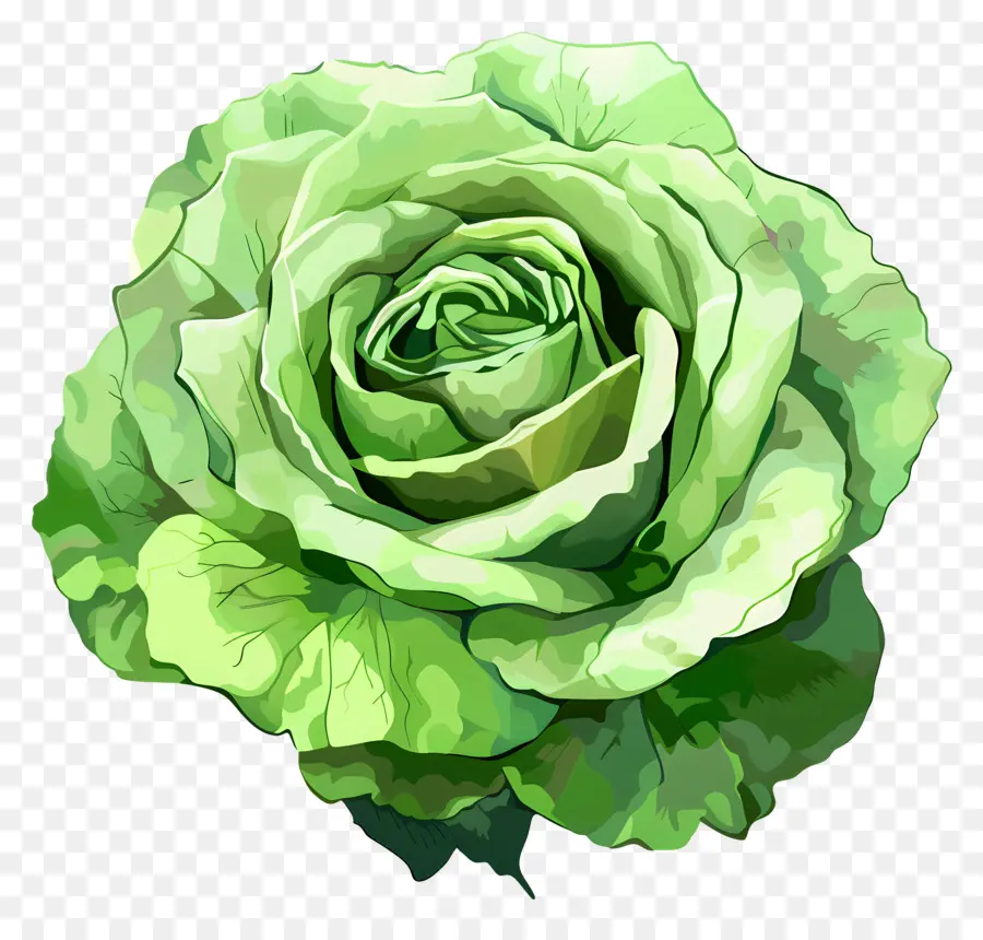 Rosa Verde，Repolho PNG