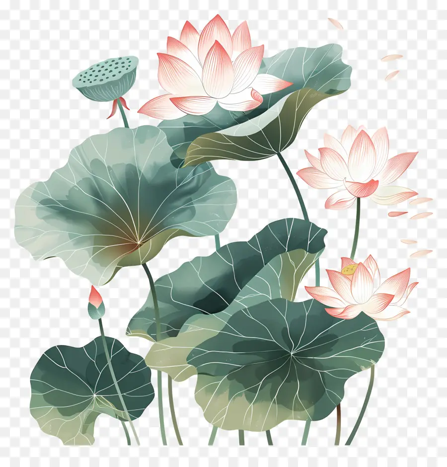 Flores De Lótus，Flor De Lótus PNG