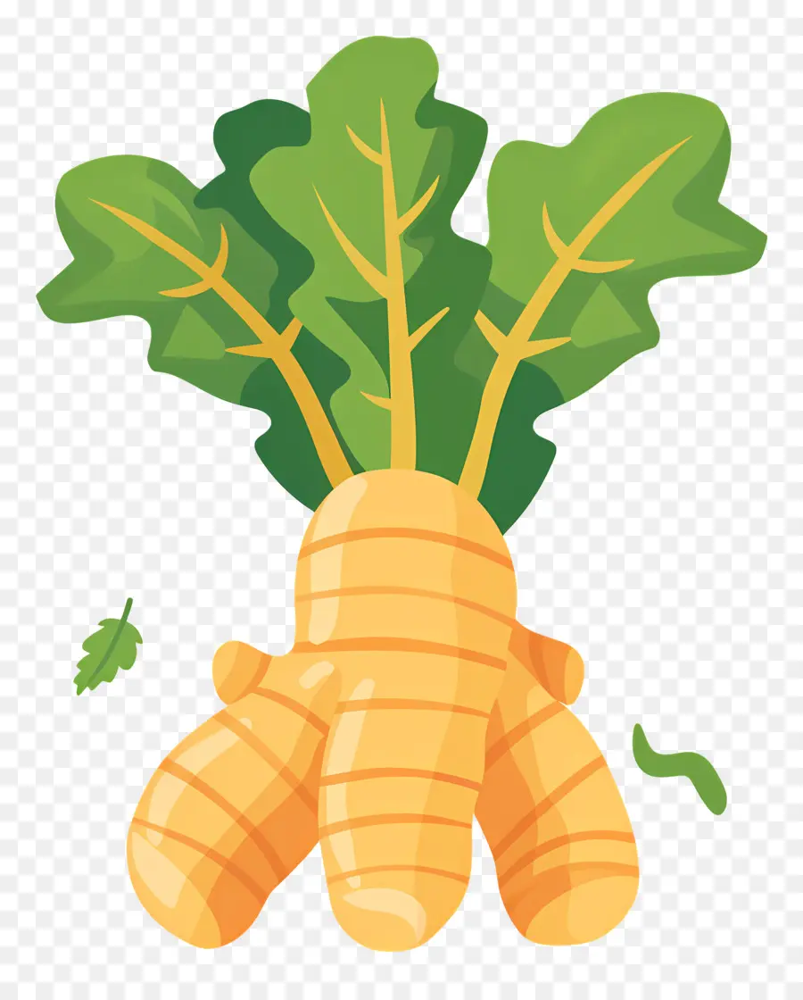 Gengibre Fresco，Carrot Plant PNG