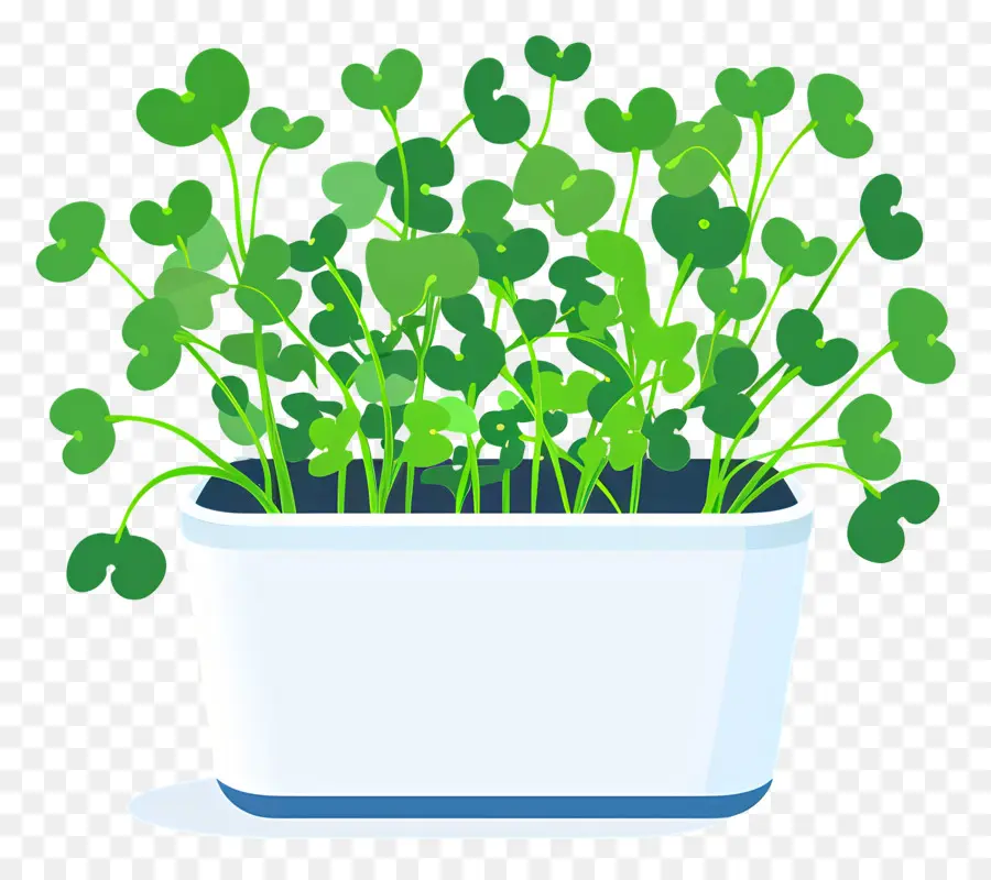 Pote De Microgreens，Pote De Cerâmica Branca PNG