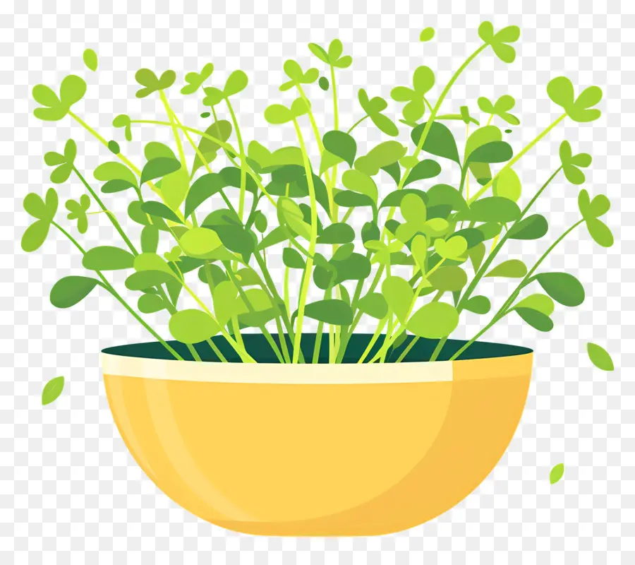 Pote De Microgreens，Plantas Frescas PNG