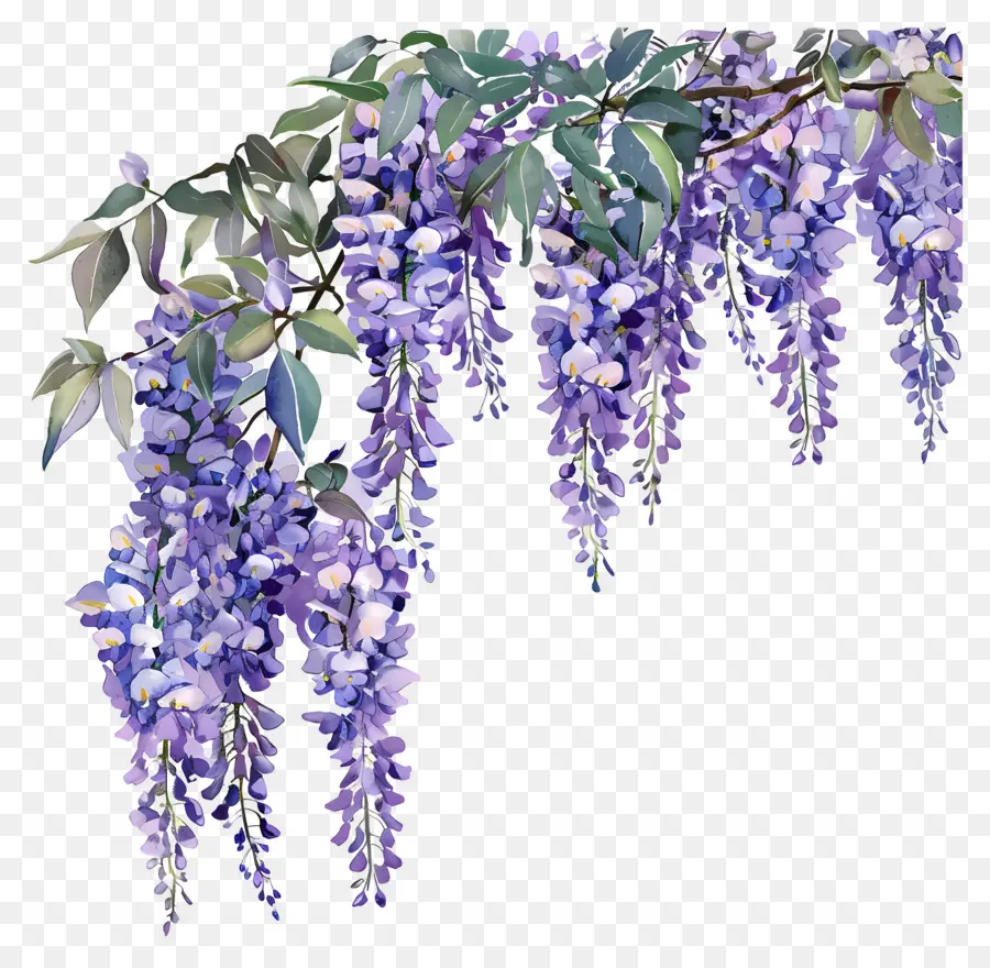 Flores De Wisteria，Wisteria árvore PNG