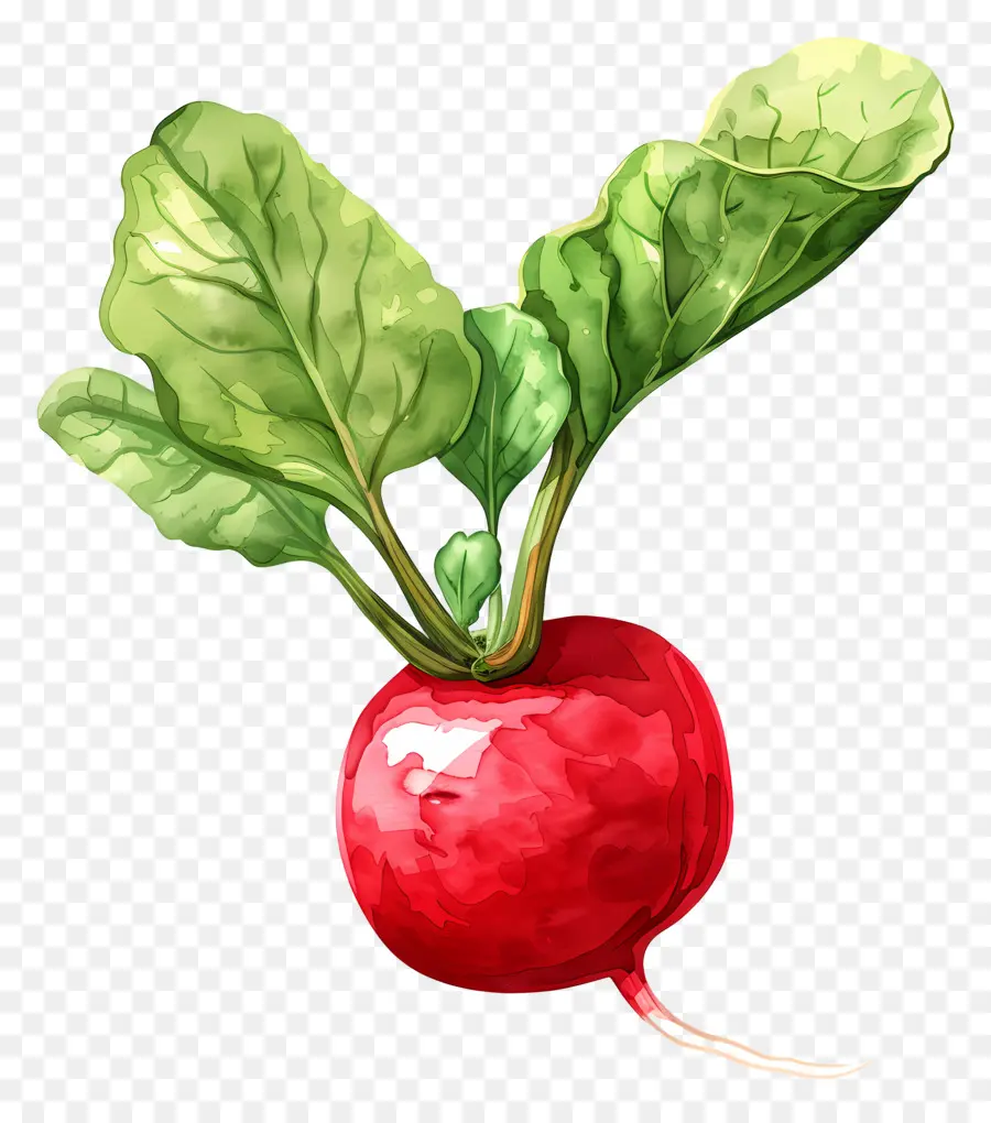 Rabanete，Vermelho De Beterraba PNG