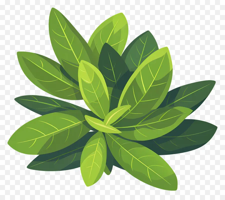 Folha De Louro，Planta Verde PNG