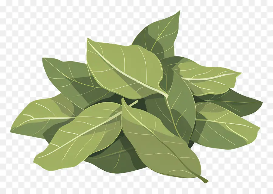 Folha De Louro，Planta De Folhas Verdes PNG