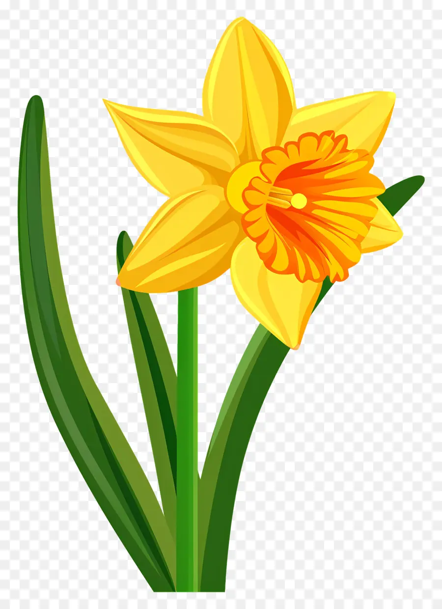 Flor De Daffodil，Narciso PNG