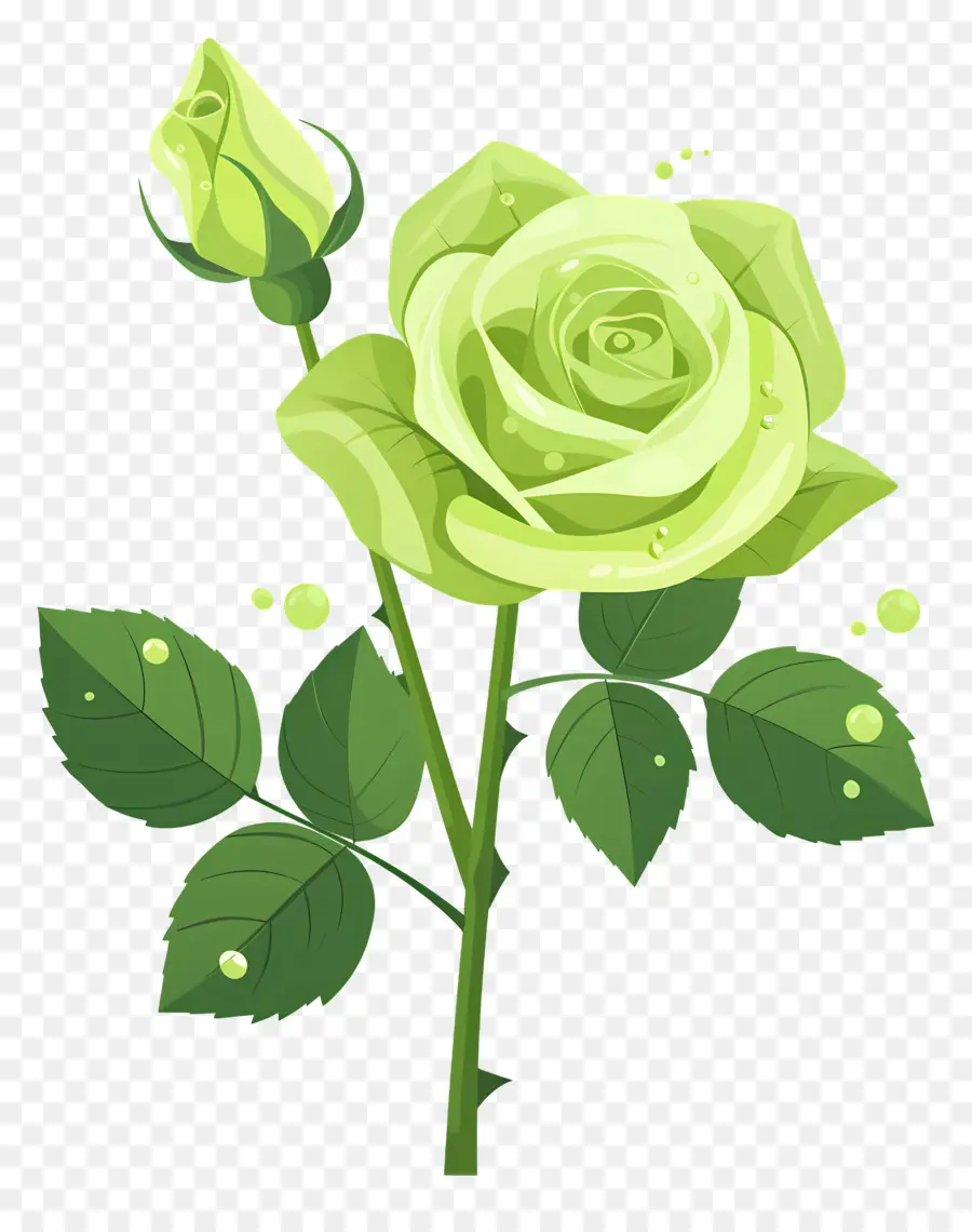 Rosa Verde，As Gotas De água PNG