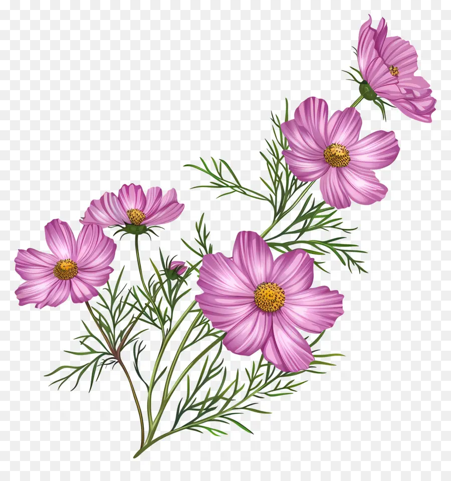 Cosmos Flor，Flores Cor De Rosa PNG