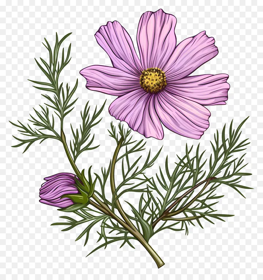 Cosmos Flor，Flor Rosa PNG