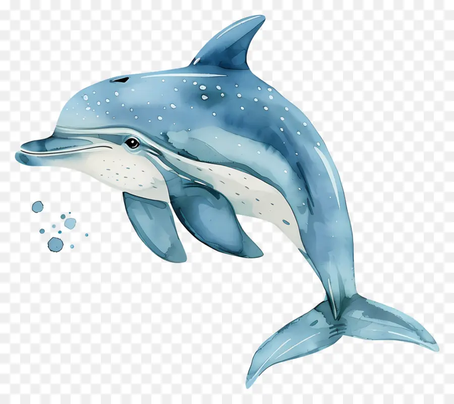 Dolphin，Aquarela PNG