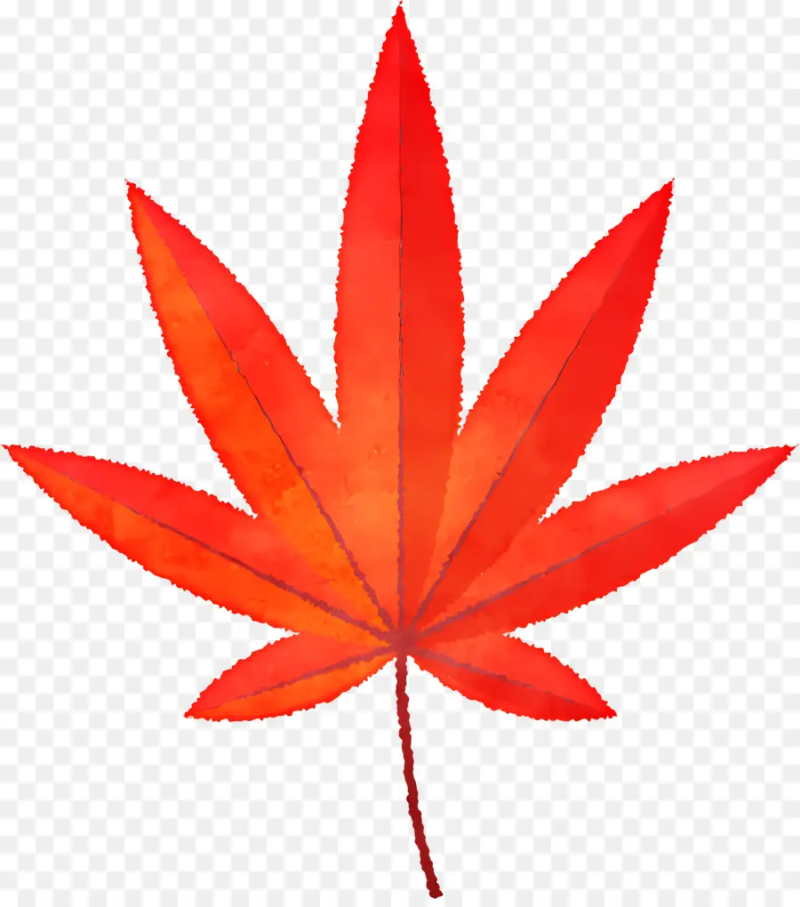 Autumn Leaf，Marıjuana Folha PNG