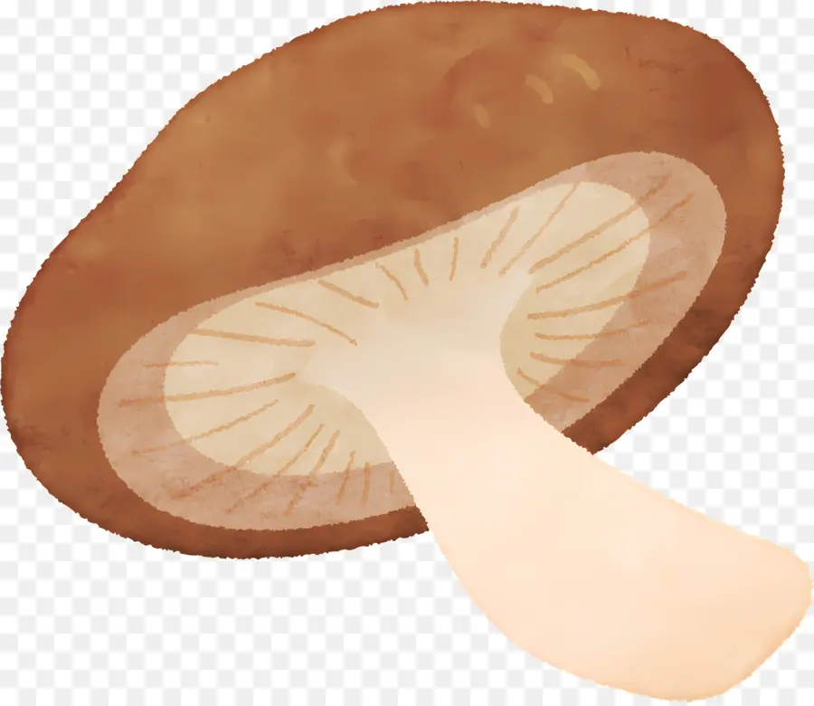 Cogumelo，Pintura Em Aquarela PNG