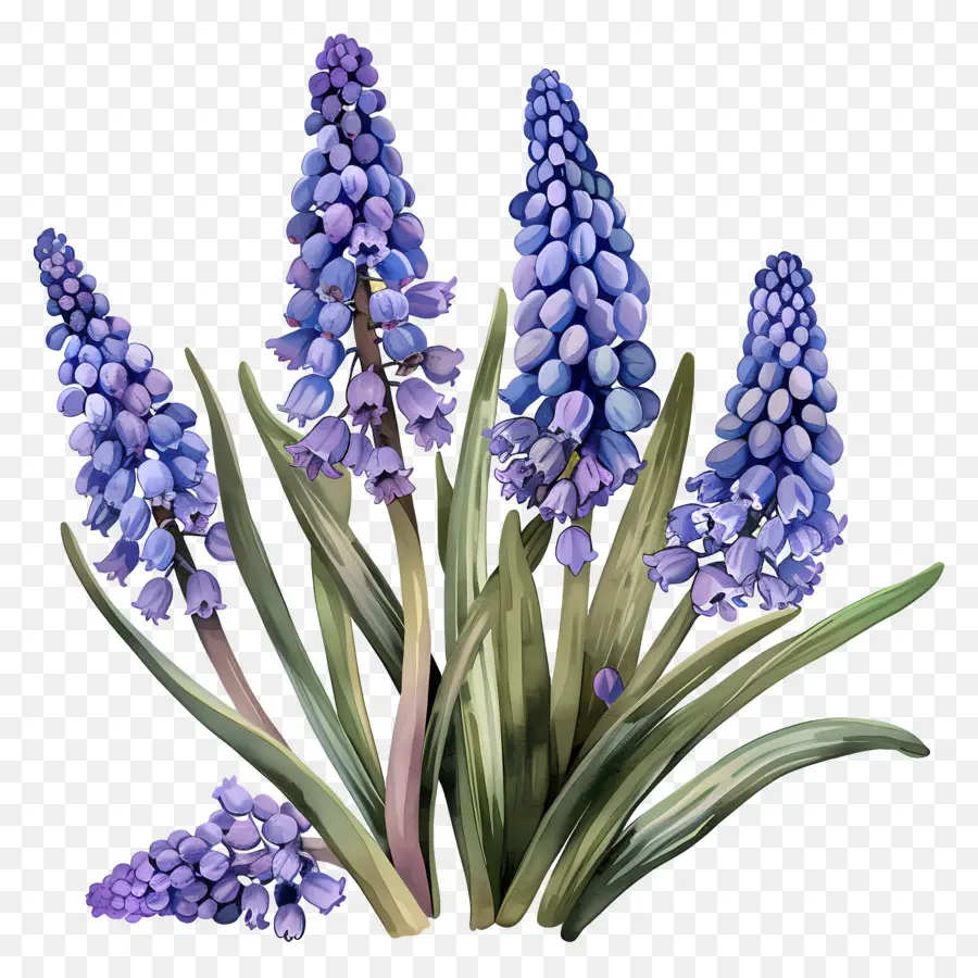 Uva Jacinto，Lavanda PNG