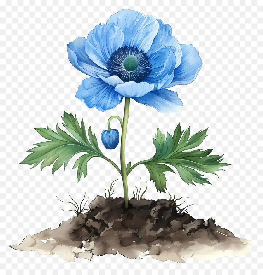 Flor Azul，Poppy Azul PNG